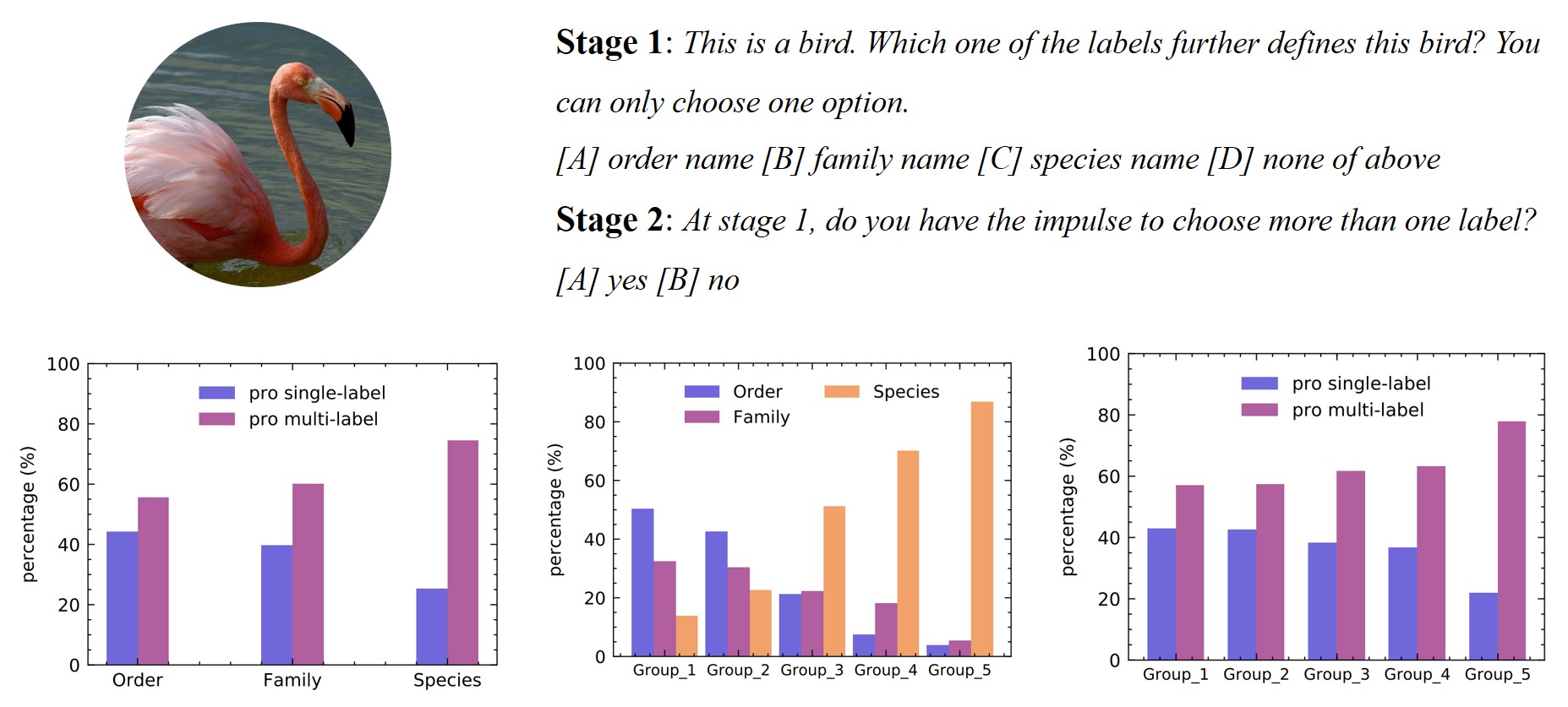 dataset